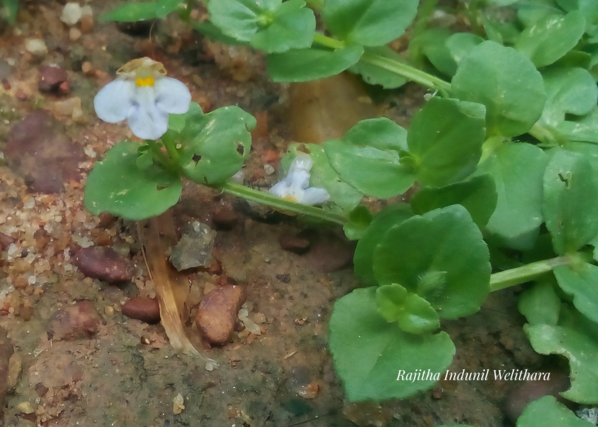 Yamazakia pusilla (Willd.) W.R.Barker, Y.S.Liang & Wannan